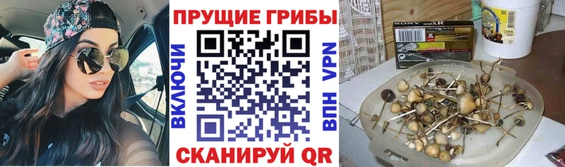 Галлюциногенные грибы GOLDEN TEACHER  Владикавказ 